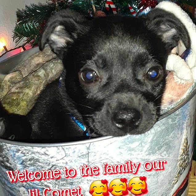 Comet joined the competition — help win amazing prizes! basket, carnivore, christmas, christmas_decoration, christmas_eve, christmas_ornament, companion_dog, dog, dog_breed, dog_supply, holiday, holiday_ornament, home_accessories, interior_design, pet_supply, snout, sporting_group, storage_basket, vertebrate, working_animal