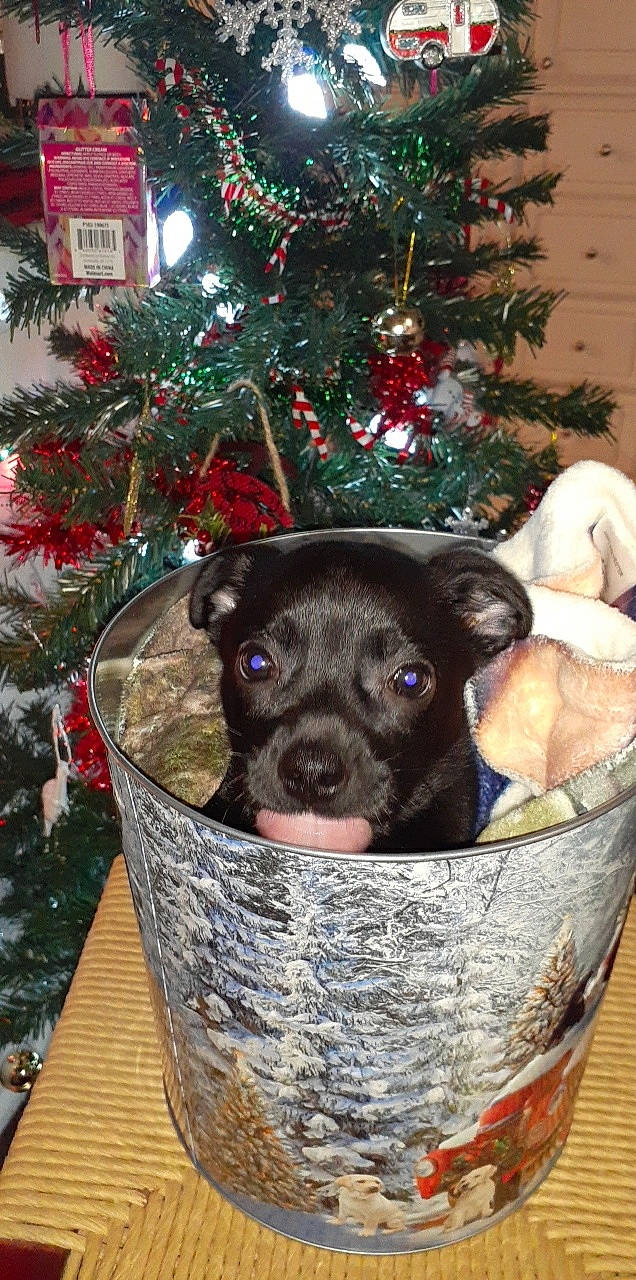 Comet is registered to the contest to win money with this photo: basket, canidae, carnivore, christmas, christmas_decoration, christmas_eve, christmas_ornament, christmas_tree, dog, dog_breed, holiday, holiday_ornament, home_accessories, interior_design, ornament, pine_family, snout, sporting_group, vertebrate, working_animal