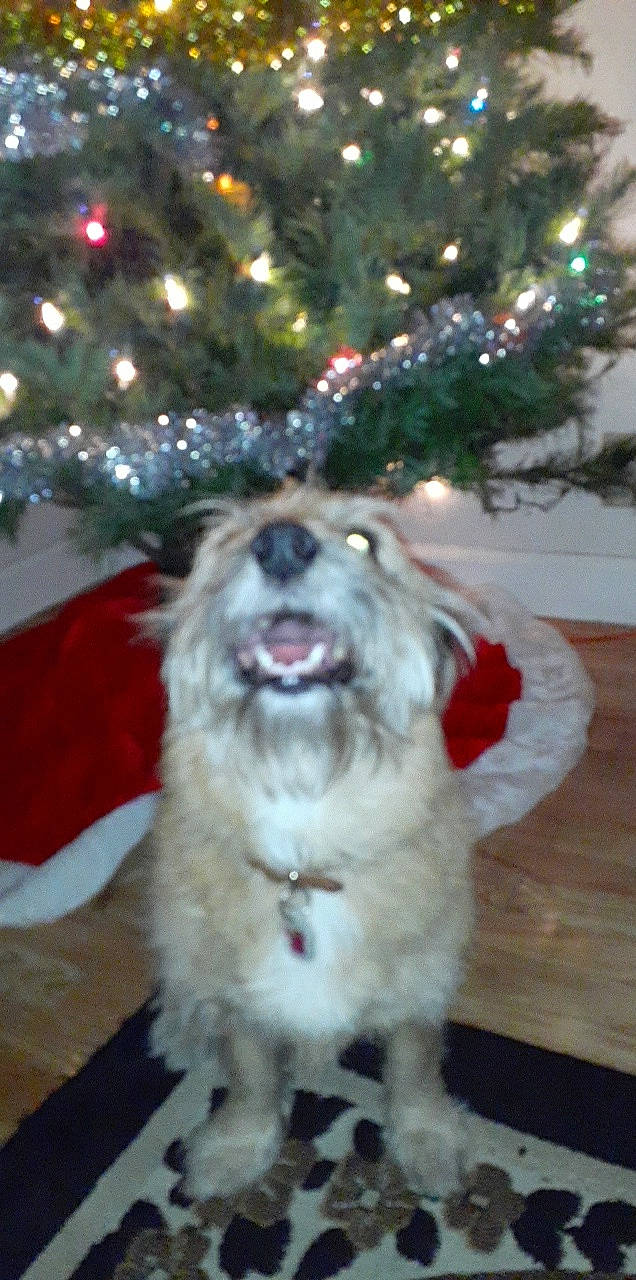 Bear joined the competition — help win amazing prizes! canidae, carnivore, christmas, christmas_decoration, christmas_eve, christmas_lights, christmas_ornament, christmas_tree, companion_dog, conifer, dog, dog_breed, fur, holiday, interior_design, snout, sporting_group, tongue, tooth, working_animal