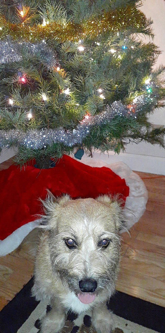 Bear joined the competition — help win amazing prizes! canidae, carnivore, christmas, christmas_decoration, christmas_eve, christmas_ornament, christmas_tree, companion_dog, dog, dog_breed, evergreen, fur, holiday, holiday_ornament, interior_design, ornament, pine_family, snout, sporting_group, working_animal