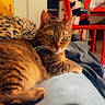 cat, tabby, pet, animal, feline, green_eyes, whiskers, ears, fur, striped_fur, lying_down, lounging, bed, blanket, bedroom, indoor, home, red_chair, portrait, relaxed