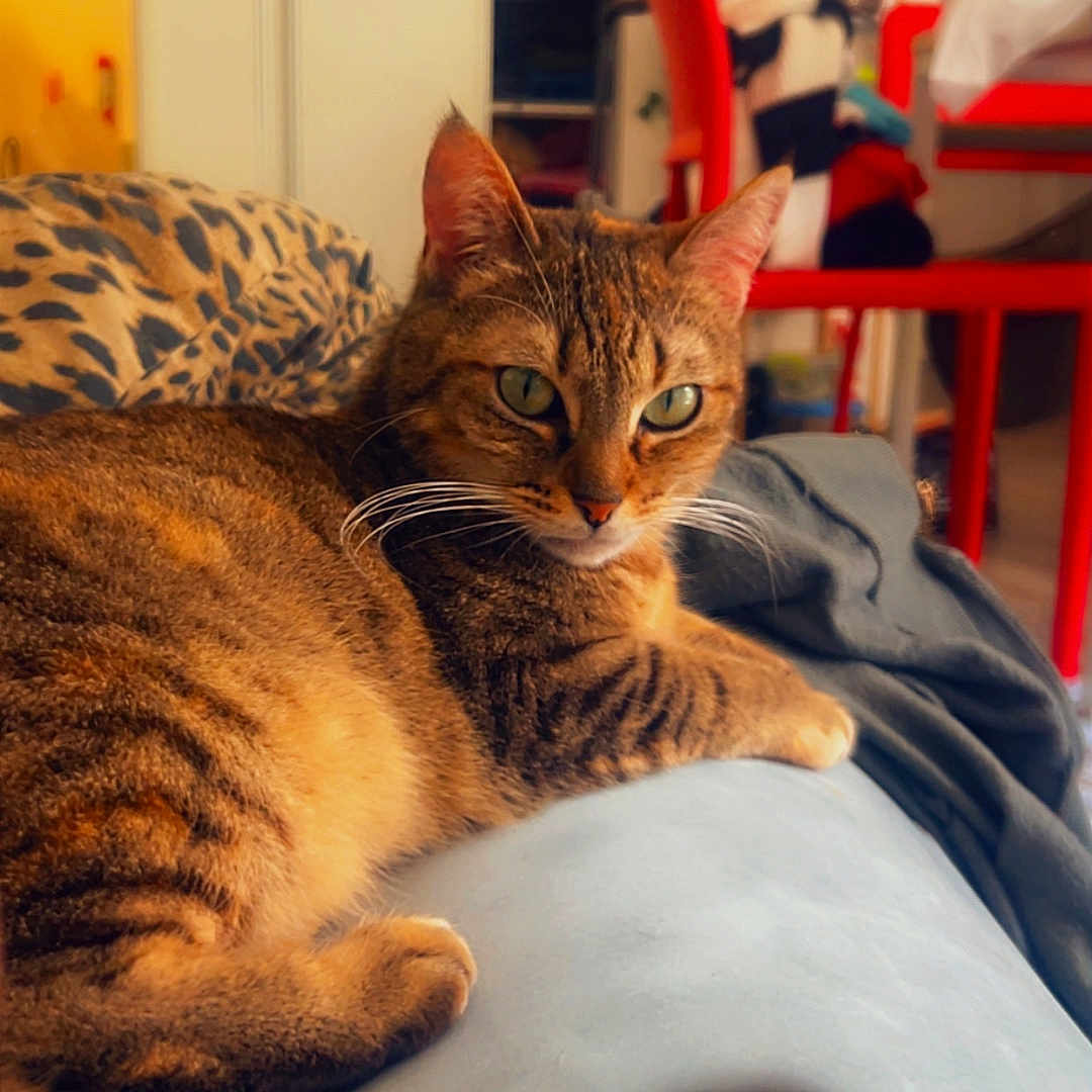 Délia