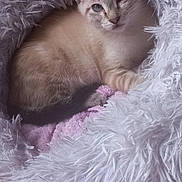 Yumi participe au concours pour gagner de l'argent avec cette photo : abyssinian, accessories, animal, blanket, canine, cat, chair, couch, cushion, dog, featherboa, furniture, homedecor, indoors, kitten, manx, person, pet, siamese, sleeping