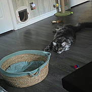 Harry Caray is registered to the contest to win money with this photo: cat, fluffy_cat, long_hair, feline, pet, animal, crouching, staring, indoor, living_room, dark_floor, wood_floor, cat_tree, cat_toys, toy_ball, woven_basket, pet_bed, cat_door, home, playful