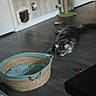 cat, fluffy_cat, long_hair, feline, pet, animal, crouching, staring, indoor, living_room, dark_floor, wood_floor, cat_tree, cat_toys, toy_ball, woven_basket, pet_bed, cat_door, home, playful