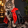 Harry Caray is registered to the contest to win money with this photo: cat, maine_coon, long-haired, fluffy, feline, pet, costume, cape, red_collar, black_clothing, tie, golden_eyes, portrait, indoor, candlelight, dramatic_lighting, sitting, bed, cozy, superhero
