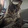 cat, maine_coon, long_hair, fluffy, gray_fur, striped_fur, green_eyes, pointed_ears, whiskers, pet, animal, portrait, close_up, indoor, bed, bedroom, lounging, sitting, large_paws, dramatic