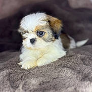 Alya a rejoint le concours — aidez-le/la à gagner de superbes lots ! adorable, animal, blanket, companion, cozy, cute, cute_pet, dog, ears, fluffy, fur, indoors, lying_down, mammal, paws, pet, puppy, small_dog, snout, young_dog