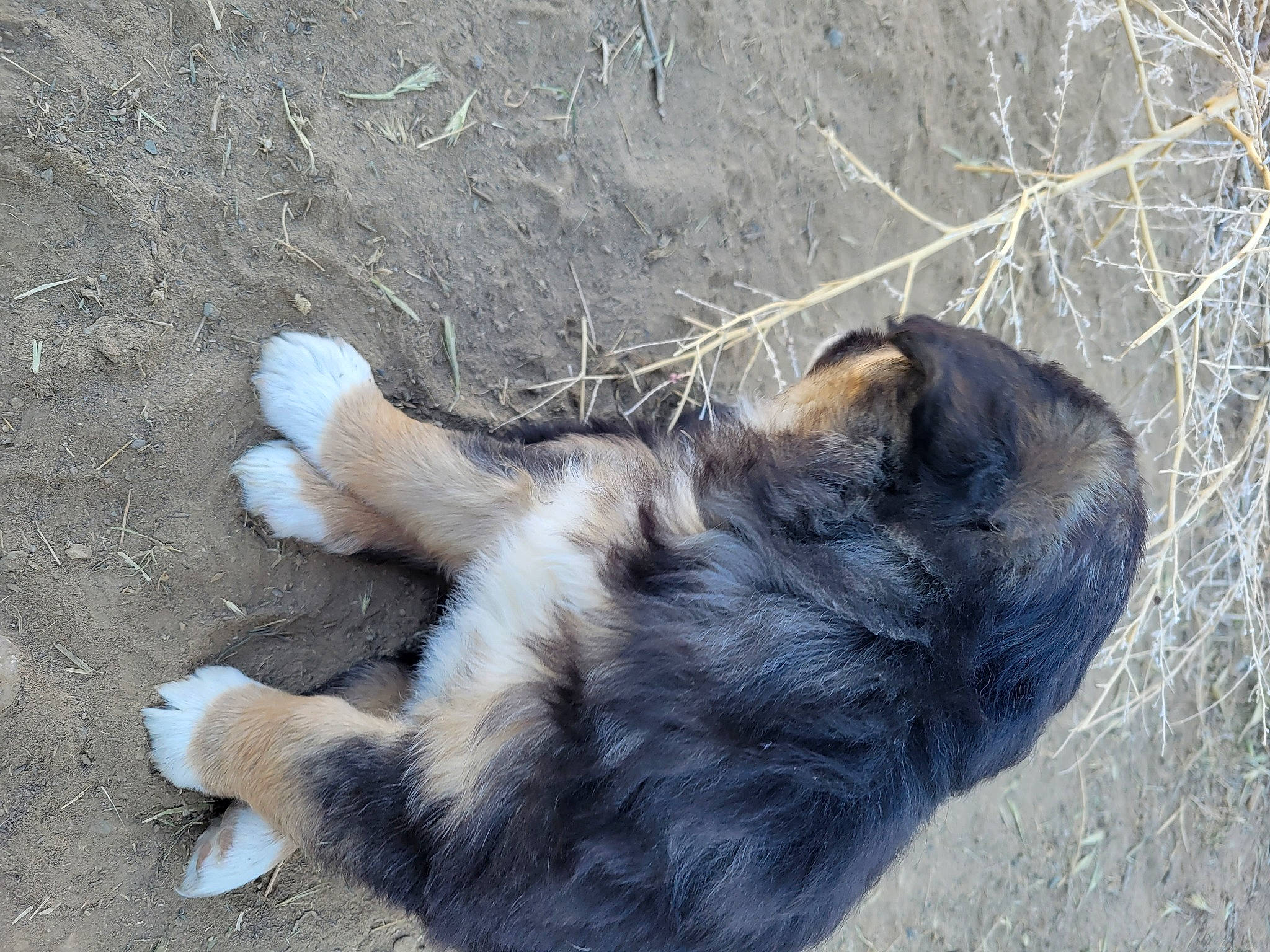 Fable is registered to the contest to win money with this photo: canidae, carnivore, cat, claw, dog_breed, felidae, foot, fur, paw, small_to_medium_sized_cats, snout, soil, sporting_group, street_dog, tail, terrestrial_animal, whiskers