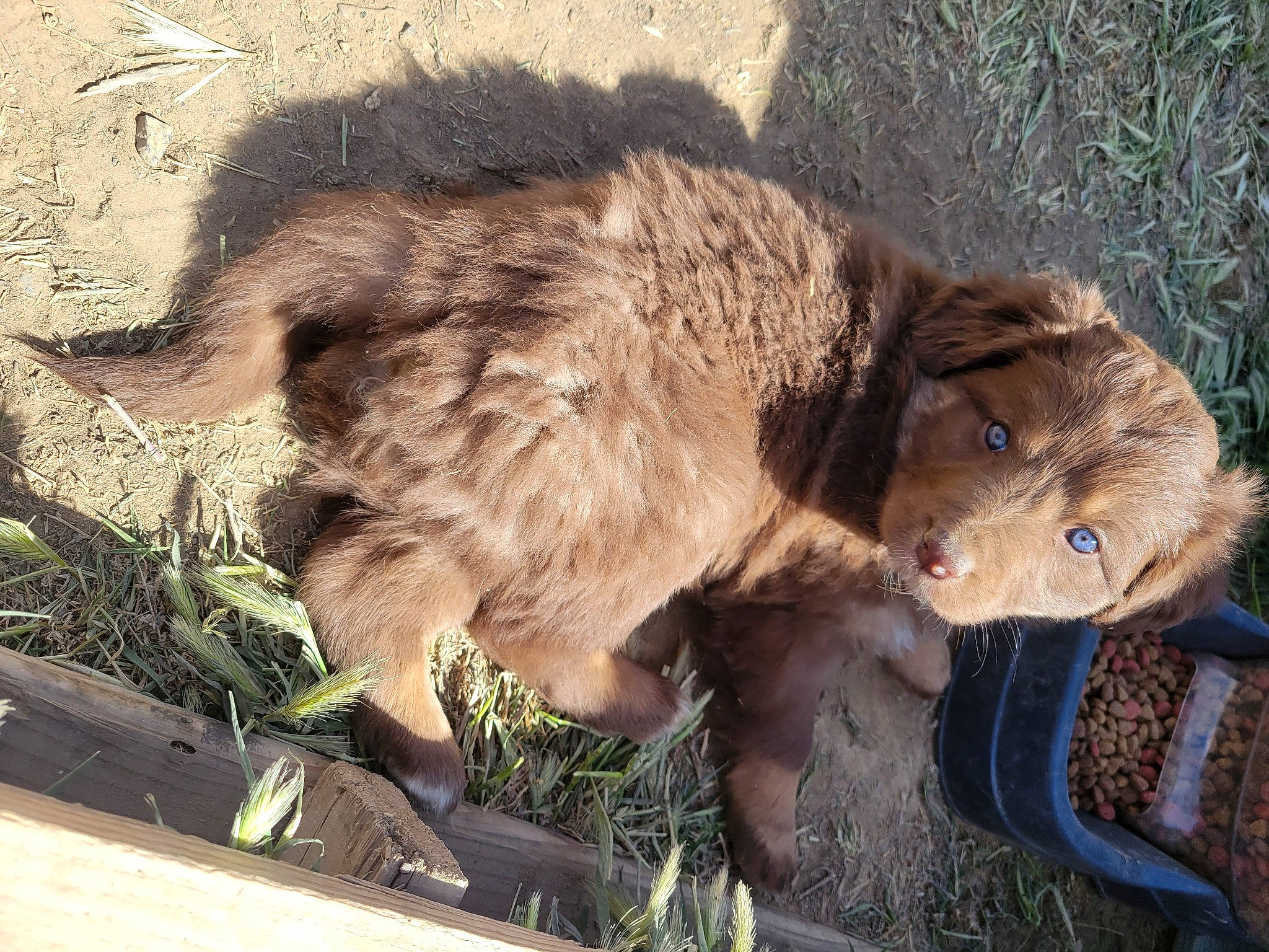 Fable is registered to the contest to win money with this photo: bactrian_camel, canidae, capybara, carnivore, dog_breed, fawn, felidae, fur, grass, marsupial, plant, ratite, sporting_group, tail, terrestrial_animal, whiskers, wombat, working_animal, zoo