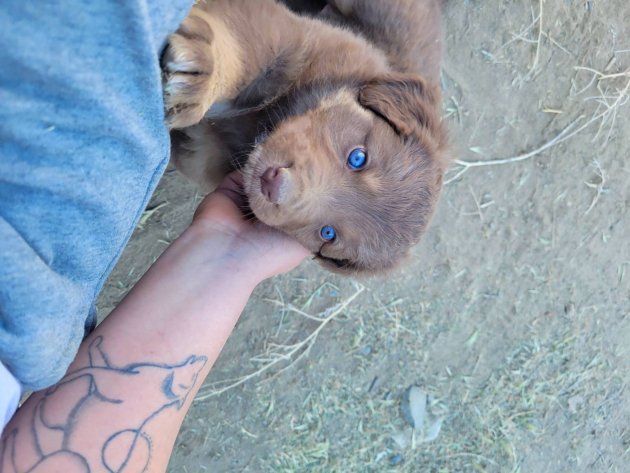 Fable is registered to the contest to win money with this photo: carnivore, companion_dog, dog, dog_breed, elbow, electric_blue, fawn, flesh, fur, human_leg, liver, sleeve, sporting_group, temporary_tattoo, terrestrial_animal, whiskers, working_animal, wrinkle, wrist