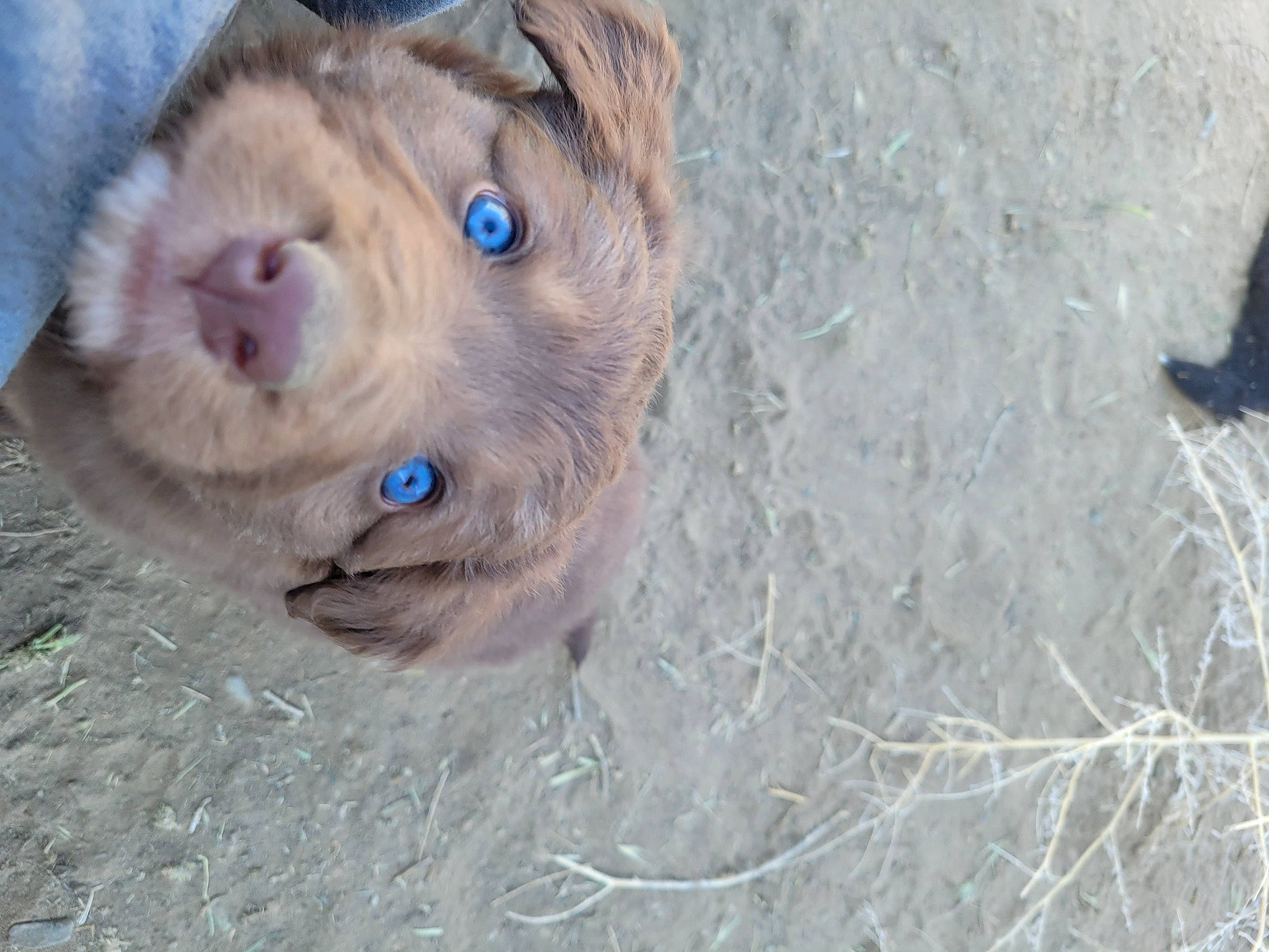 Fable is registered to the contest to win money with this photo: bovine, canidae, carnivore, companion_dog, dog, dog_breed, foot, fur, liver, livestock, marine_mammal, retriever, seal, sporting_group, terrestrial_animal, water, whiskers, wood, working_animal, wrinkle