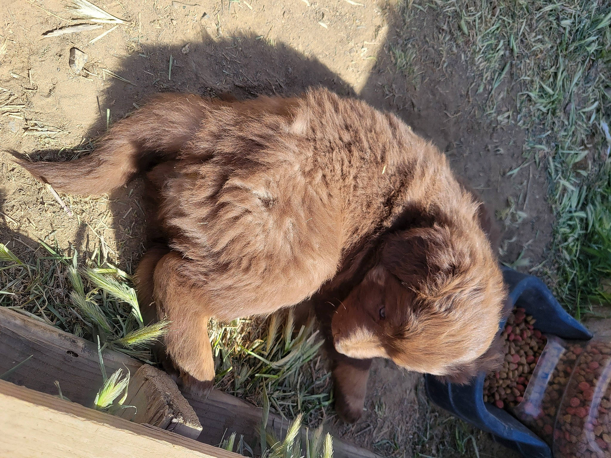 Fable joined the competition — help win amazing prizes! canidae, carnivore, dog, dog_breed, fawn, fur, grass, liver, plant, soil, sporting_group, tail, terrestrial_animal, working_animal