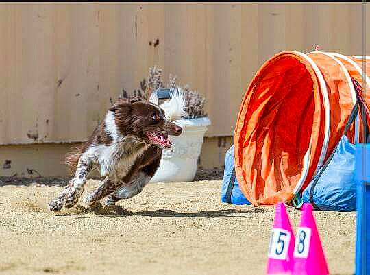 Meeka joined the competition — help win amazing prizes! brittany, canidae, carnivore, dog, dog_breed, drentse_patrijshond, english_springer_spaniel, french_spaniel, hunting_dog, pointing_breed, small_munsterlander, spaniel, sporting_group