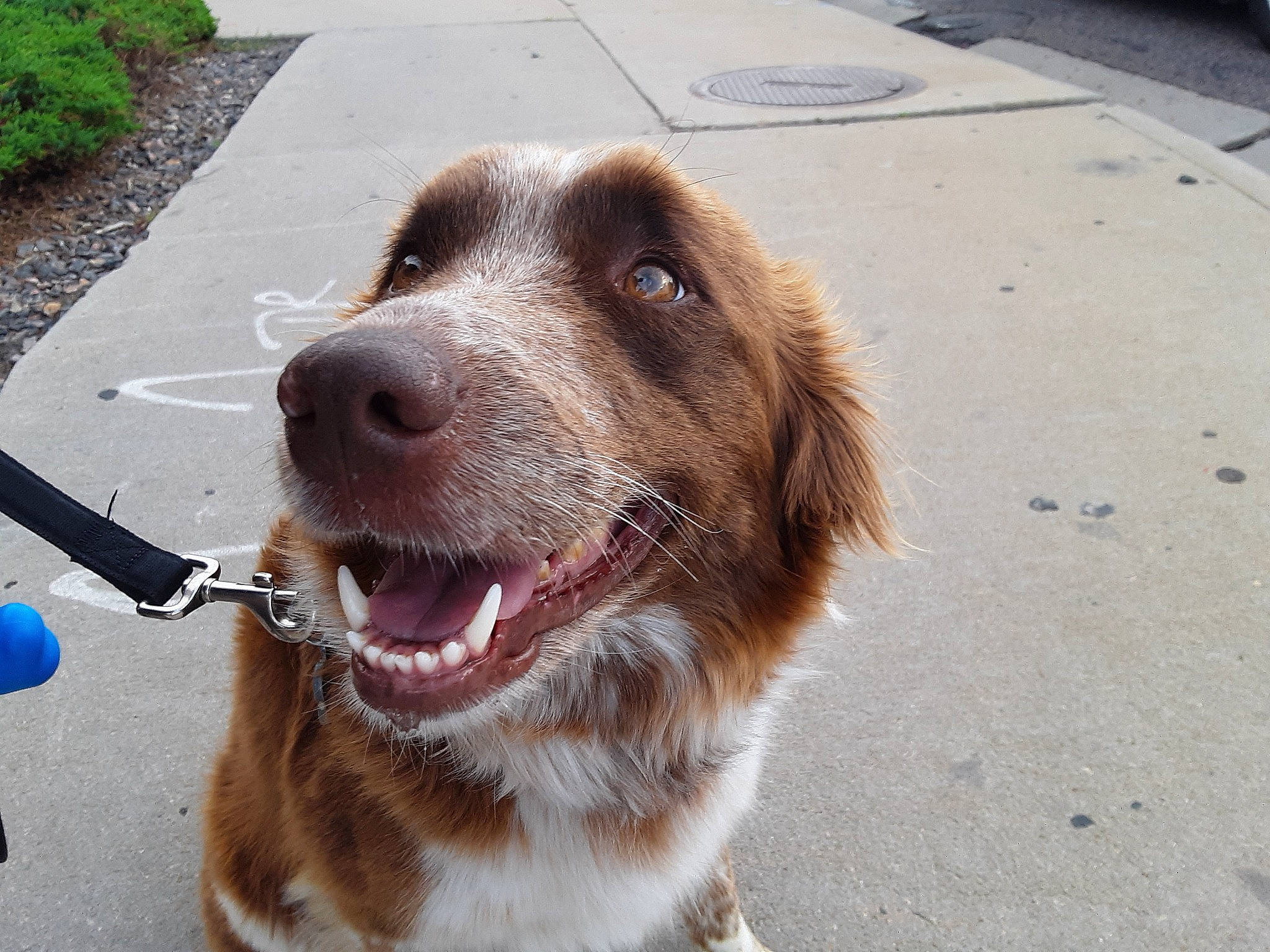 Meeka is registered to the contest to win money with this photo: brittany, canidae, carnivore, dog, dog_breed, hunting_dog, liver, mammal, snout, spaniel, sporting_group