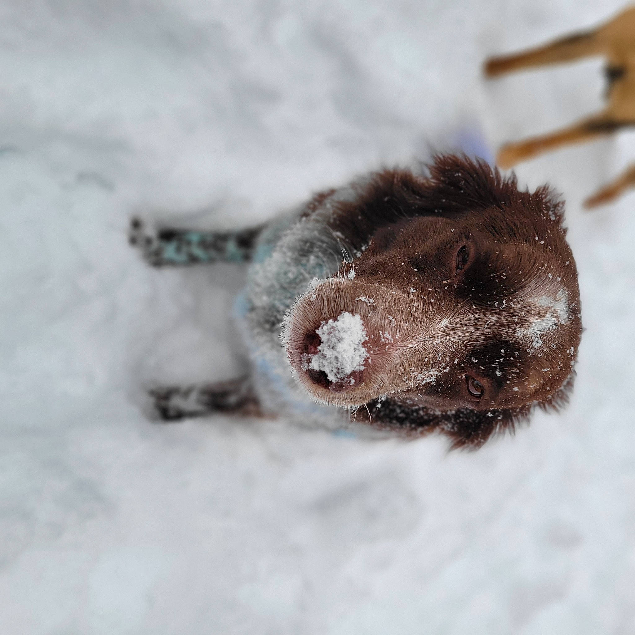 Meeka joined the competition — help win amazing prizes! claw, foot, freezing, fur, macro_photography, parasite, paw, pest, precipitation, snout, snow, sporting_group, terrestrial_animal, whiskers, winter