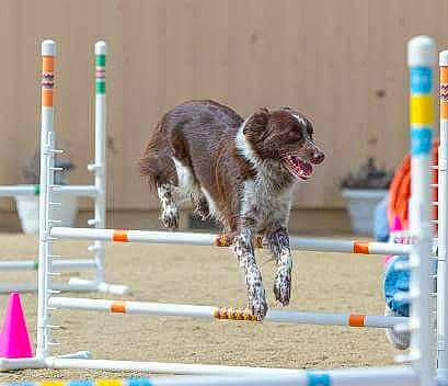 Meeka joined the competition — help win amazing prizes! animal_sports, canidae, carnivore, dog, dog_agility, dog_breed, dog_sports, flyball, german_longhaired_pointer, jumping, liver, rally_obedience, small_munsterlander, sporting_group, sports