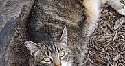 Lilly joined the competition — help win amazing prizes! alert, animal, cat, curious, dirt, domestic, ears, fur, green_eyes, laying_down, mammal, nature, outdoor, pet, relaxed, striped, tabby, whiskers, white_chest, wood_chips