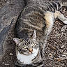 alert, animal, cat, curious, dirt, domestic, ears, fur, green_eyes, laying_down, mammal, nature, outdoor, pet, relaxed, striped, tabby, whiskers, white_chest, wood_chips