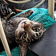 Lilly joined the competition — help win amazing prizes! animal, cat, chair, closeup, cozy, curious, cushion, domestic, fur, furniture, indoor, pet, playful, relaxed, resting, tabby, turquoise, upside_down, whiskers, wide_eyes
