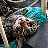 animal, cat, chair, closeup, cozy, curious, cushion, domestic, fur, furniture, indoor, pet, playful, relaxed, resting, tabby, turquoise, upside_down, whiskers, wide_eyes