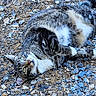 Lilly joined the competition — help win amazing prizes! animal, cat, closeup, curious, ears, feline, fur, gravel, ground, laying_down, looking_up, nature, outdoor, pet, playful, relaxed, stone, tabby_cat, whiskers, white_markings
