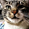 Lilly is registered to the contest to win money with this photo: animal, cat, close_up, domestic_cat, ears, eyes, face, feline, fur, indoor, looking, nose, pet, portrait, sitting, soft_background, striped_fur, tabby_cat, whiskers, white_fur