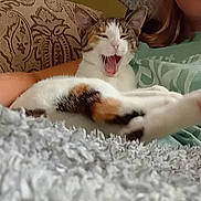 Clementine is registered to the contest to win money with this photo: animal, blanket, calico_cat, casual, cat, comfort, couch, cozy, fur, home, human, indoor, lap, patterned, paw, person, pet, relaxed, resting, yawning