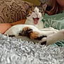 animal, blanket, calico_cat, casual, cat, comfort, couch, cozy, fur, home, human, indoor, lap, patterned, paw, person, pet, relaxed, resting, yawning