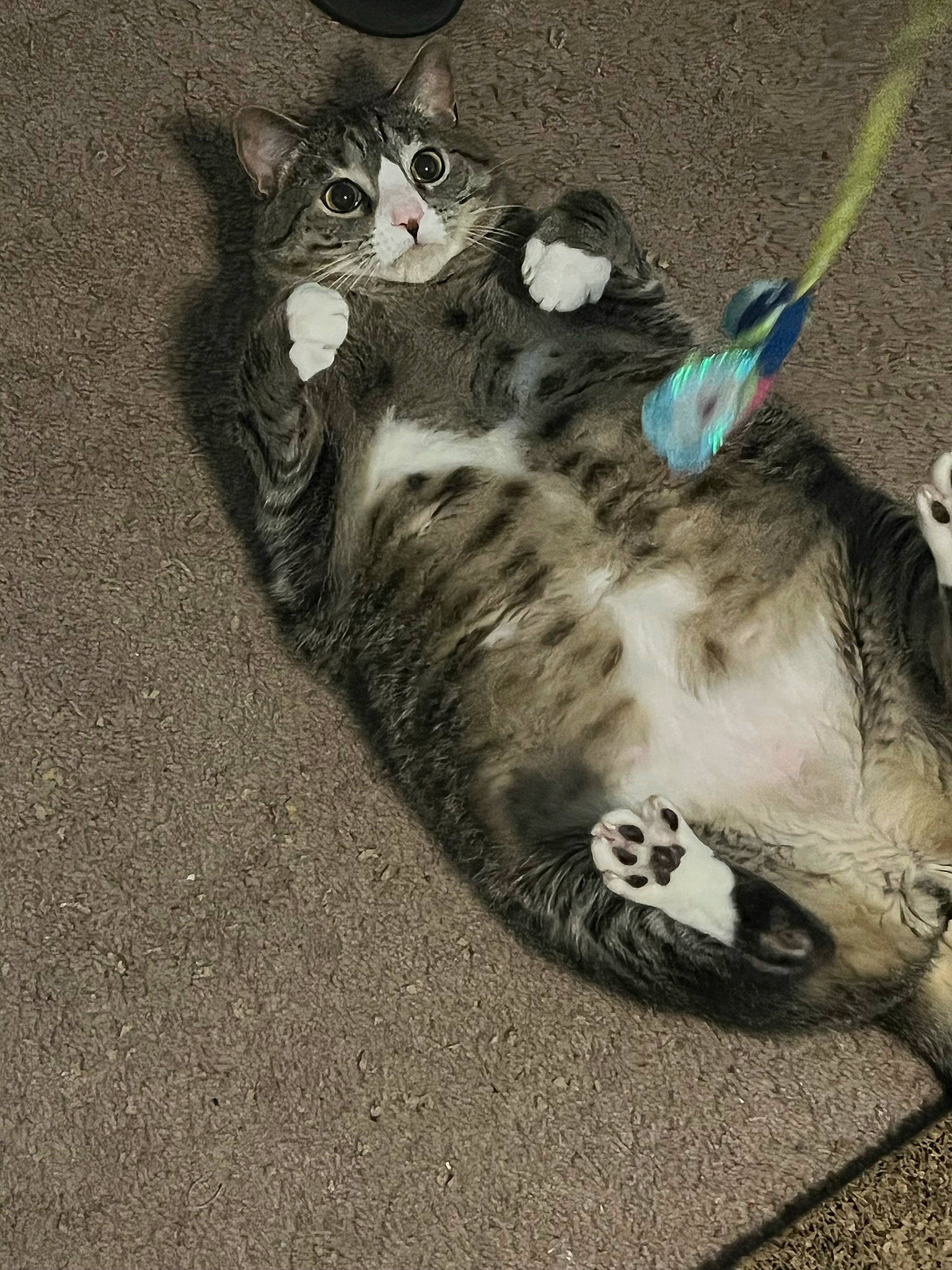 Asher is registered to the contest to win money with this photo: canidae, carnivore, cat, claw, domestic_short_haired_cat, felidae, foot, fur, grass, grey, paw, sand, shadow, sitting, small_to_medium_sized_cats, soil, tail, whiskers, wildlife