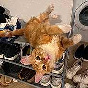 Meep joined the competition — help win amazing prizes! cat, orange_tabby, shoe_rack, shoes, indoor, floor, washing_machine, curious, playful, pet, fur, ears, wide_eyes, wooden_floor, household, appliance, domestic, looking_up, tongue_out, upside_down