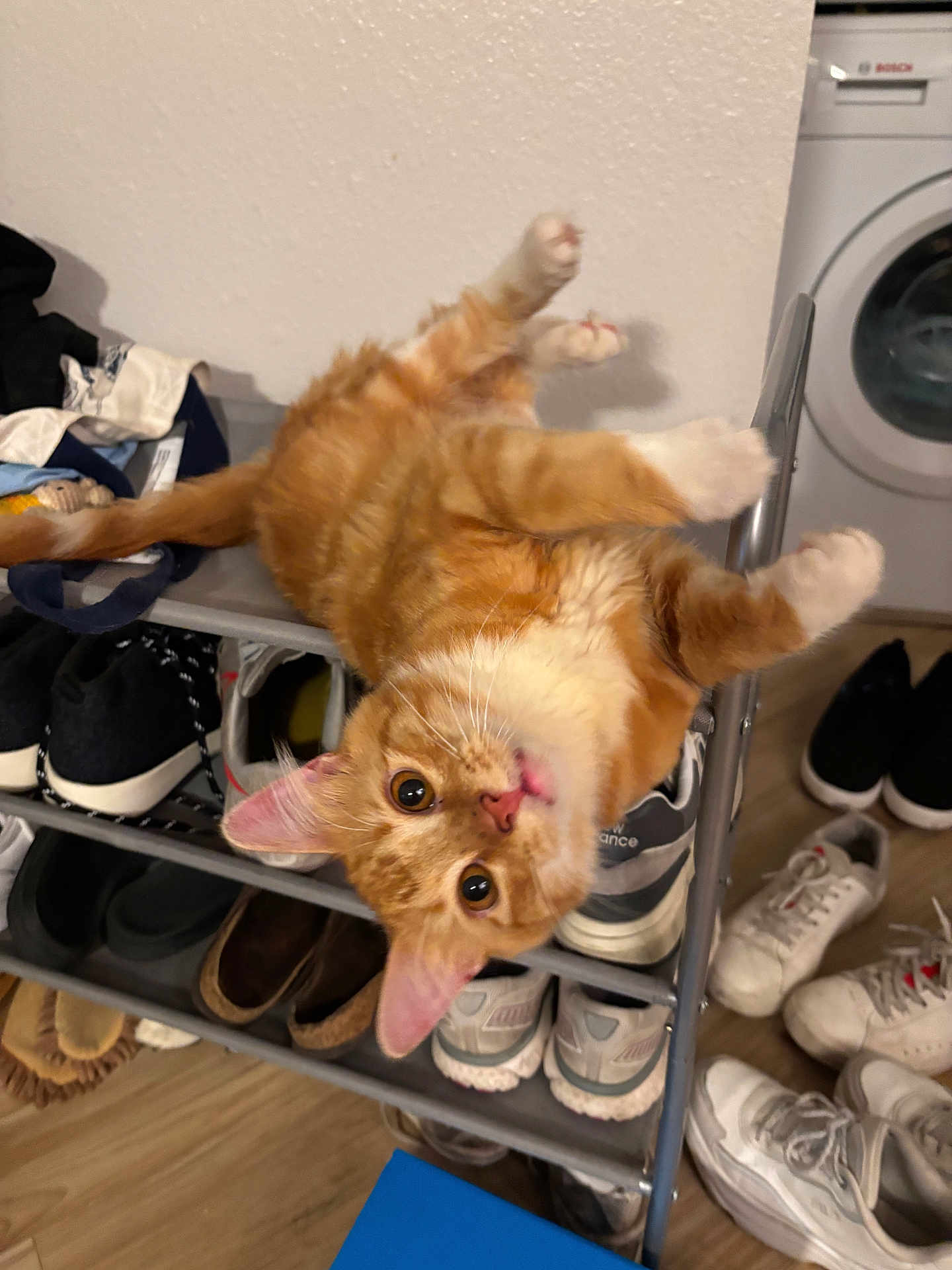 Meep joined the competition — help win amazing prizes! cat, orange_tabby, shoe_rack, shoes, indoor, floor, washing_machine, curious, playful, pet, fur, ears, wide_eyes, wooden_floor, household, appliance, domestic, looking_up, tongue_out, upside_down