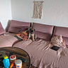 puppy, dog, couch, pillows, pink, blanket, wooden_table, container, remote_control, living_room, decor, wall_hanging, floor, cozy, pet, indoor, furniture, tablet, colorful, casual