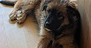 Blade participe au concours pour gagner de l'argent avec cette photo : puppy, dog, animal, pet, fur, cute, floor, wood, indoor, resting, young, brown, black, fluffy, canine, laying, corner, domestic_animal, portrait, relaxing