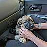 Blade participe au concours pour gagner de l'argent avec cette photo : puppy, dog, pet, car_interior, lap, hands, person, watch, ring, door_handle, seat, window, black_pants, fur, animal, companion, comfort, travel, resting, cuddle