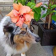 Oria a rejoint le concours — aidez-le/la à gagner de superbes lots ! adorable, animal, brown_eyes, calm, cute, decorative, dog, flower, fluffy, garden, greenery, leaf, nature, outdoor, pavement, pet, pet_accessory, plant, portrait, side_view