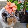 adorable, animal, brown_eyes, calm, cute, decorative, dog, flower, fluffy, garden, greenery, leaf, nature, outdoor, pavement, pet, pet_accessory, plant, portrait, side_view