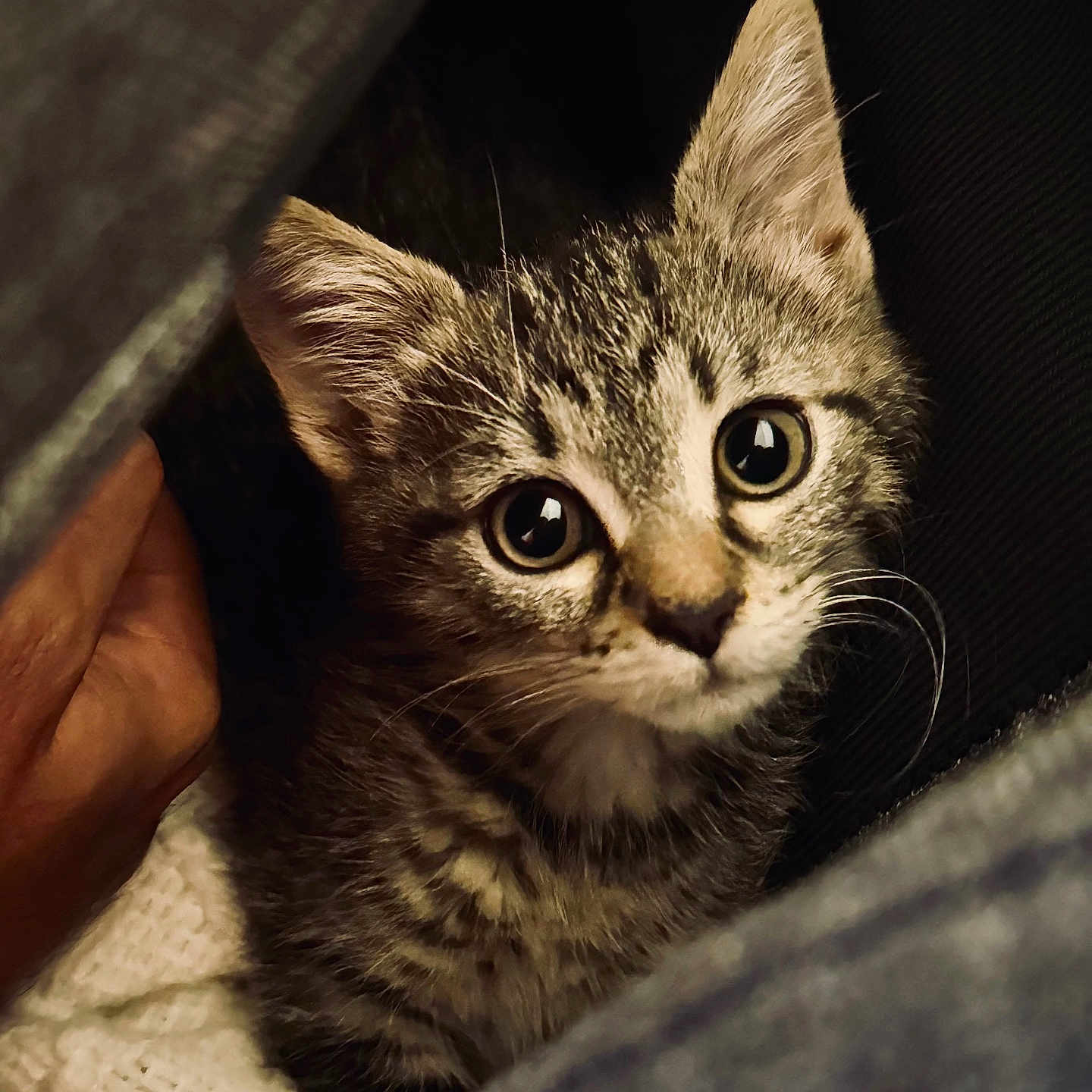 Arya participe au concours pour gagner de l'argent avec cette photo : animal, cat, closeup, cozy, curious, cute, ears, eyes, feline, fur, hand, indoor, kitten, pet, portrait, small, soft, tabby, whiskers, young