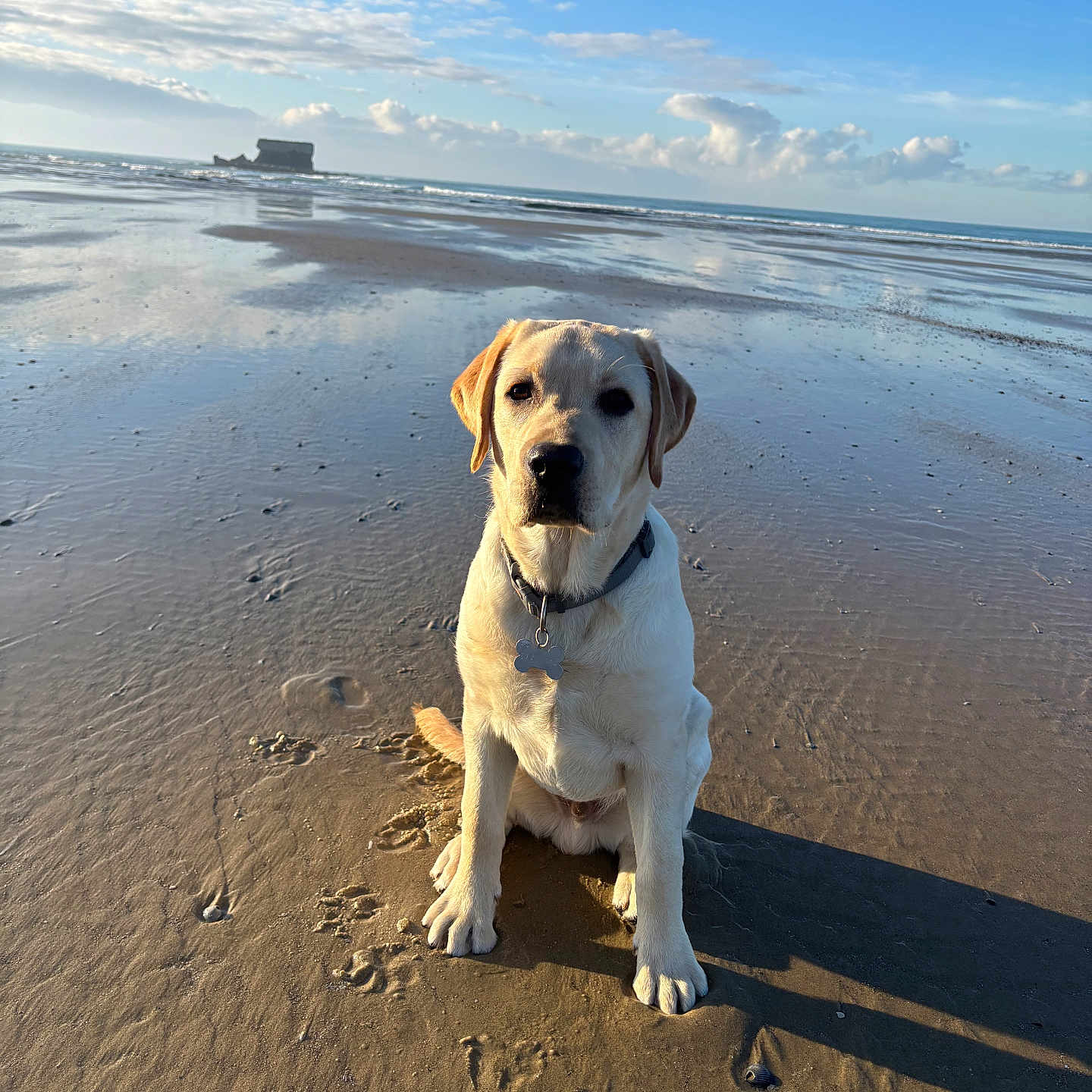 Valko participe au concours pour gagner de l'argent avec cette photo : animal, beach, bulldog, canine, coast, dog, horizon, hound, labradorretriever, nature, outdoors, pet, puppy, sand, scenery, sea, shoreline, sky, water, waterfront