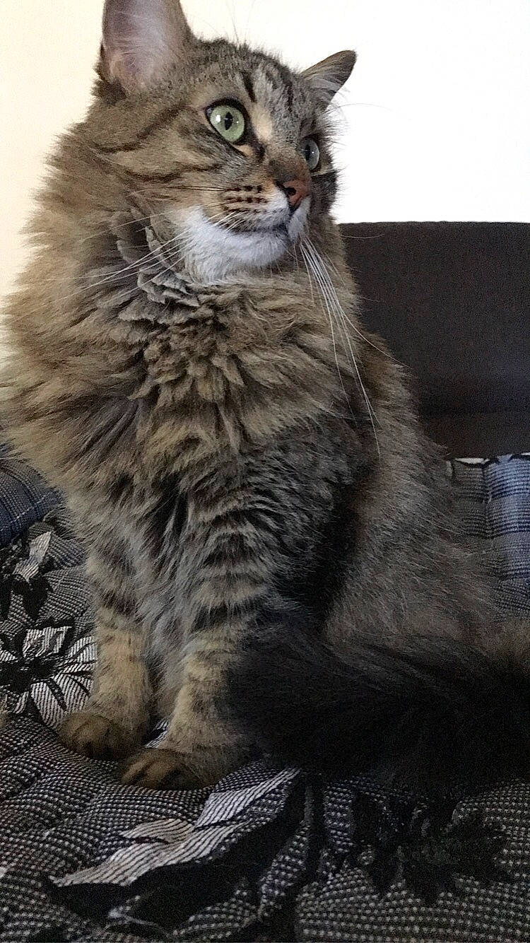 Grizzli participe au concours pour gagner de l'argent avec cette photo : british_longhair, carnivore, cat, domestic_short_haired_cat, eye, felidae, fur, grey, maine_coon, monochrome_photography, sitting, small_to_medium_sized_cats, snout, tail, terrestrial_animal, tree, whiskers, wildlife