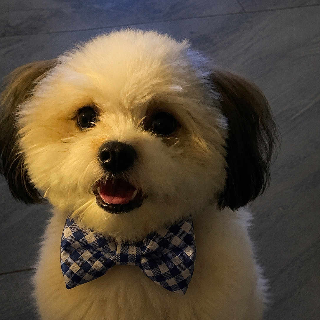 Elizabeth Martínez is registered to the contest to win money with this photo: adorable, animal, black_nose, bow_tie, brown_ears, companion, cute, dog, domestic_animal, fluffy, friendly, fur, happy, indoor, looking_up, pet, portrait, sitting, small_dog, smiling