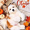 autumn, belly_up, blanket, brown_fur, cozy, cute, dog, fall, fluffy, indoor, lying_down, maple_leaves, pet, pinecone, portrait, pumpkin, puppy, small_dog, text_overlay, white_fur