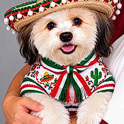 Pax joined the competition — help win amazing prizes! dog, puppy, sombrero, mexico, mexican, traditional_clothing, costume, festive, happy, smiling, portrait, fluffy, white_fur, brown_fur, pet, animal, embroidered, cactus, colorful, indoor