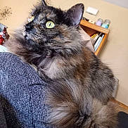 Ivy Rose joined the competition — help win amazing prizes! cat, tortoiseshell_cat, long_hair, green_eyes, whiskers, ear, fur, collar, pet, closeup, portrait, cozy, indoor, bookshelf, wooden_shelf, sweater, furniture, relaxed, home, curious