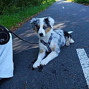 Xena participe au concours pour gagner de l'argent avec cette photo : puppy, dog, leash, pavement, outdoor, nature, greenery, sunlight, path, pet, animal, fur, cute, young, sitting, road, walking, canine, playful, summer