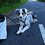 puppy, dog, leash, pavement, outdoor, nature, greenery, sunlight, path, pet, animal, fur, cute, young, sitting, road, walking, canine, playful, summer
