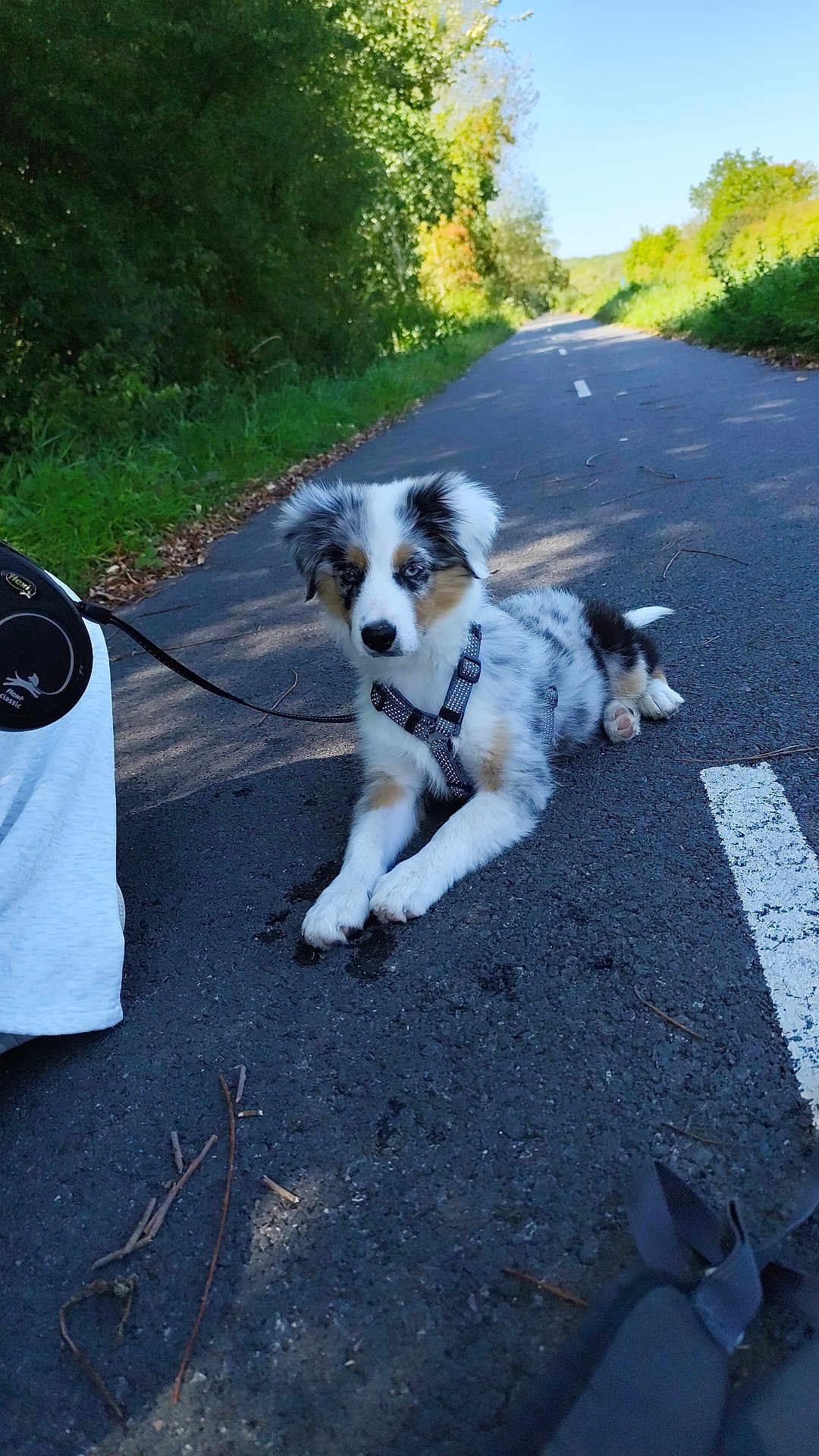 Xena participe au concours pour gagner de l'argent avec cette photo : puppy, dog, leash, pavement, outdoor, nature, greenery, sunlight, path, pet, animal, fur, cute, young, sitting, road, walking, canine, playful, summer