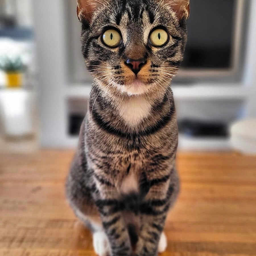 Zélie