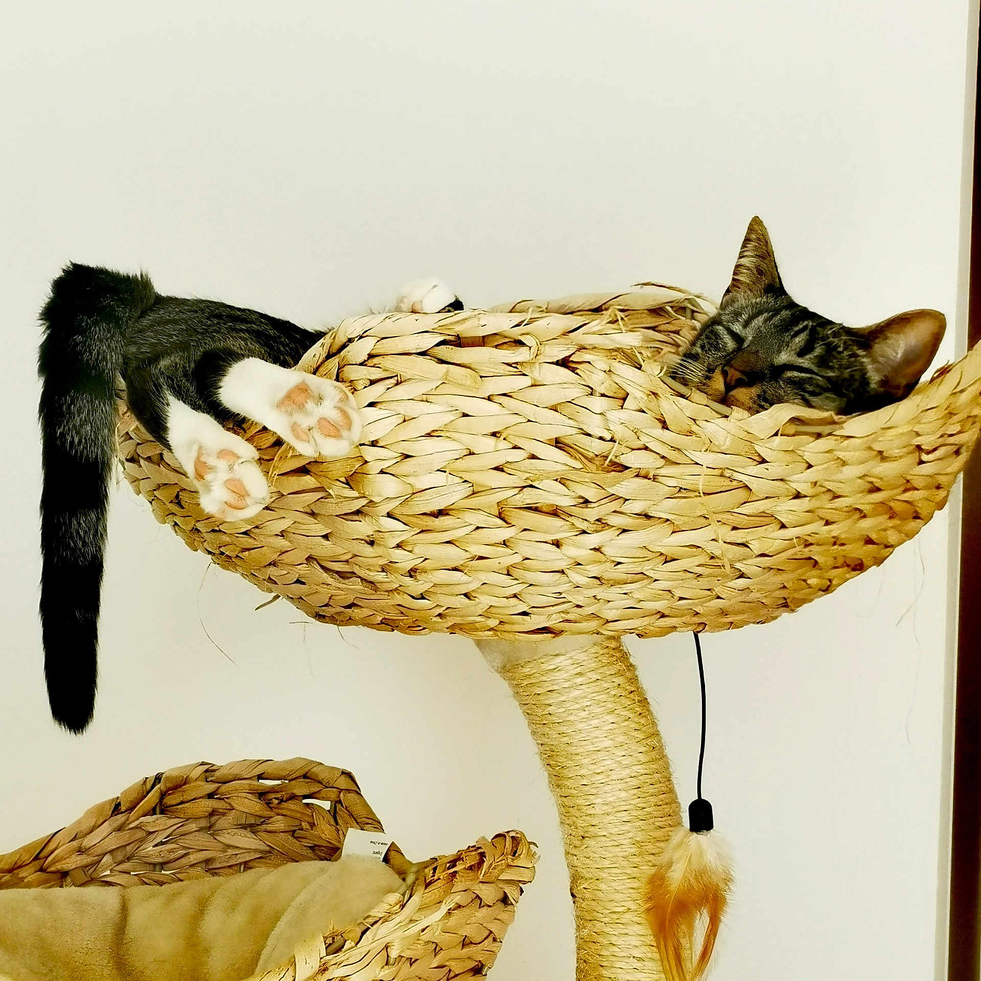 Zélie a rejoint le concours — aidez-le/la à gagner de superbes lots ! art, basket, beak, bird_supply, cat, chair, costume_hat, fashion_accessory, felidae, hat, helmet, illustration, metal, shelf, still_life_photography, storage_basket, tail, toy, wicker, wood