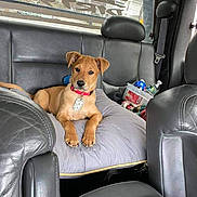 Luke is registered to the contest to win money with this photo: accessories, animal, belt, boxer, canine, car, car_interior, carseat, couch, cushion, dog, furniture, headrest, homedecor, hound, indoors, pet, puppy, transportation, vehicle